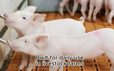 Soluzioni professionali per l’abbeveraggio degli animali