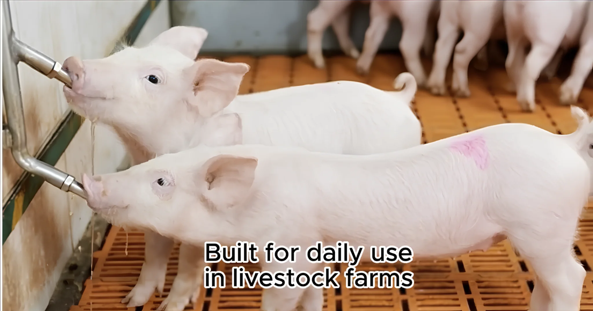Piglets using stainless steel nipple FDA waterers in modern livestock farming, ensuring durability and efficient daily hydration.